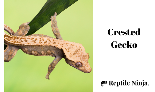 Crested Gecko on green leaf
