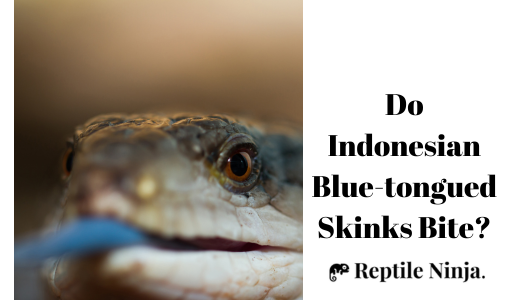 Indonesian Blue-tongued Skink with tongue out