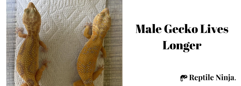 female and male geckos