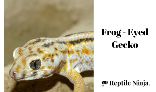 Frog - Eyed Gecko