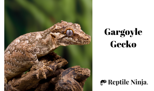 Gargoyle Gecko on branch