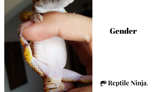 female gecko