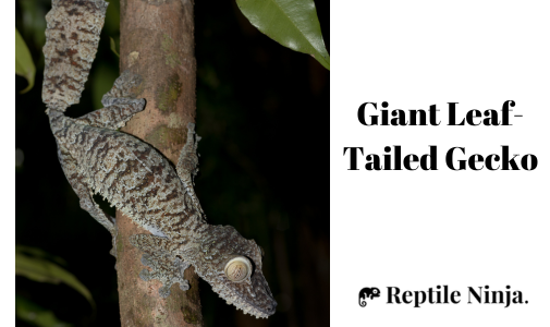 Giant Leaf-Tailed Gecko on tree branch
