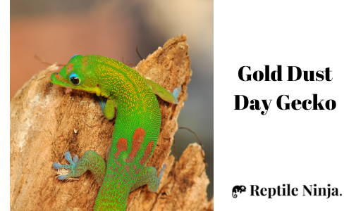 Gold Dust Day Geckos on log