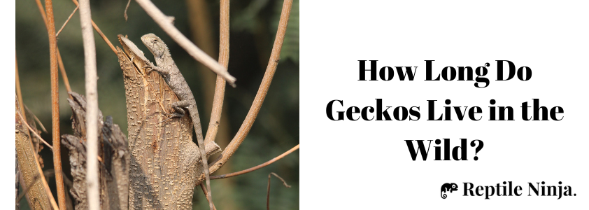 how long do geckos live