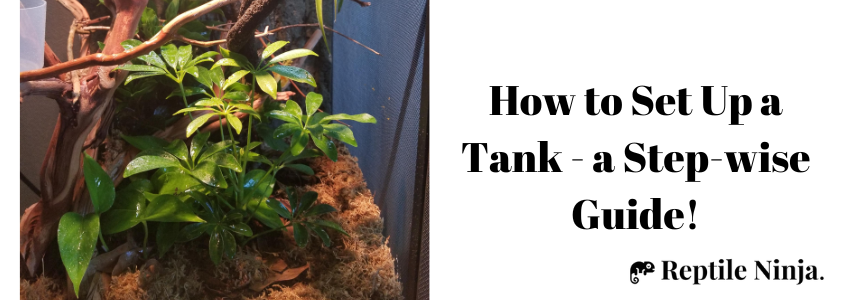 How to Set Up a Tank - a Step-wise Guide
