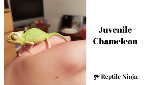 Juvenile Chameleon