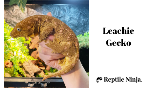 Leachie gecko being held by owner