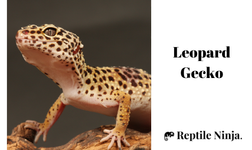 close-up of Leopard Gecko