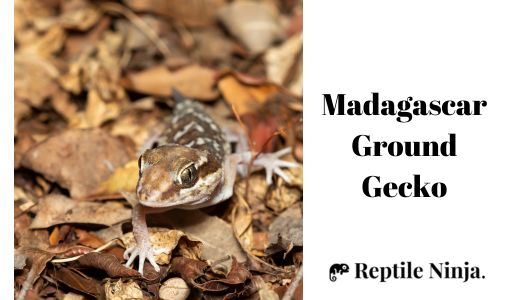 Madagascar Ground Gecko