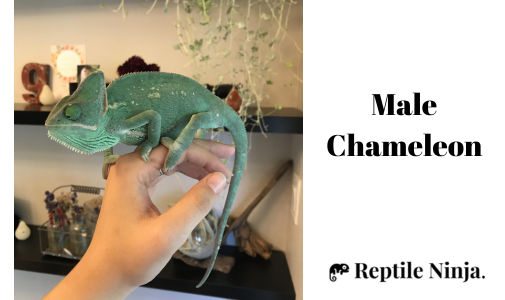 Male Chameleon