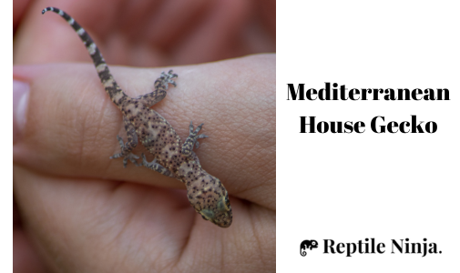 Baby Mediterranean House Gecko on owner's hand