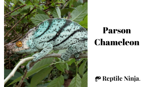 Parson Chameleon on tree branch