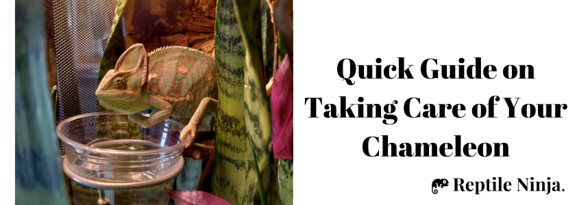 Quick Guide on Taking Care of Your Chameleon