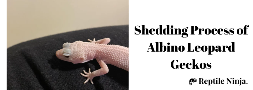 Albino Leopard Gecko about to shed
