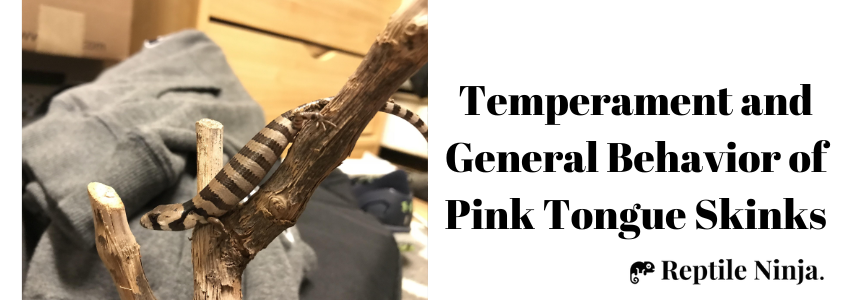 pink tongue skink on wood