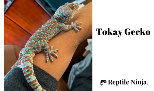 Tokay gecko on owner's arm