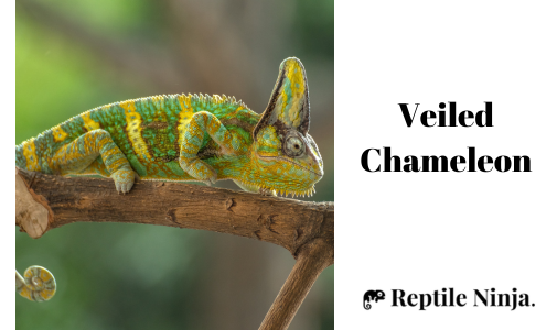 Veiled Chameleon on tree branch