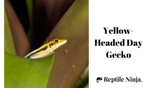 Yellow-Headed Day Gecko hiding on leaves