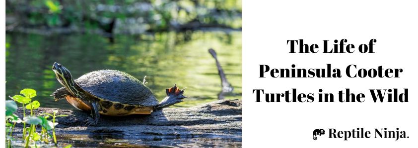 Peninsula Cooter Turtle
