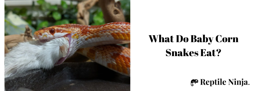 What Do Baby Corn Snakes Eat?