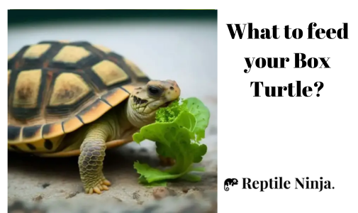How Long Can A Turtle Go Without Eating