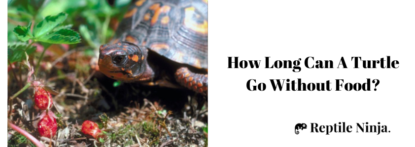 How Long Can A Turtle Go Without Eating