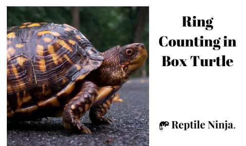 How to tell How Old a Box Turtle Is