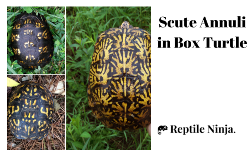 how to tell how old a box turtle is