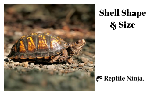 how to tell if a box turtle is male or female
