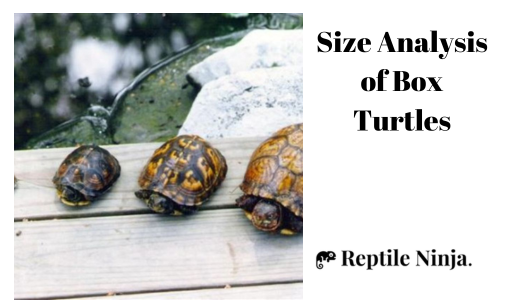 How to Tell how Old a Box Turtle Is